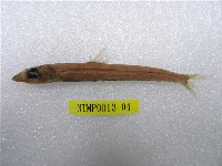 藏品(鹿兒島水珍魚)的圖片